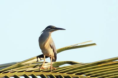 Heron on Coconut tree