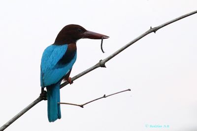 King Fisher eats centipid