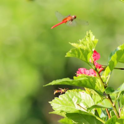 Social Paper Wasp - Ropalidia fasciata