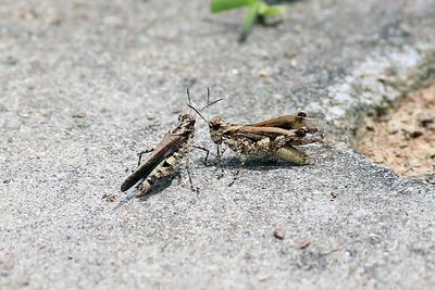Rufous Legged Grasshopper Xenocatantops humilis 2 ekor belalang