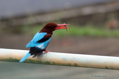 King catch frog