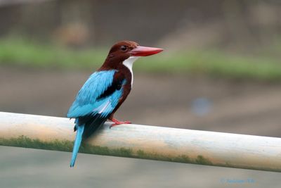 King Fisher
