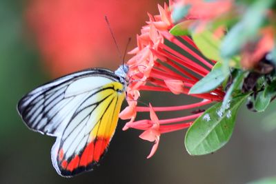 Painted Jezebel -Delias hyparete metarete