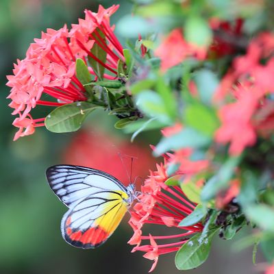 Delias hyparete, the painted Jezebe Buitterfly