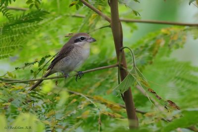Brown Shrike Pokok Petai Belalang