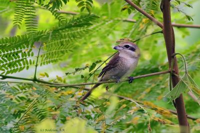 Brown Shrike Pokok Petai Belalang