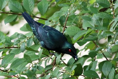 Starling