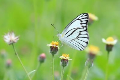 Striped Albatross butterfly - Appias libythea