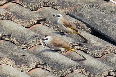 Bulbul grasshoper