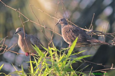 Spoted-Doves