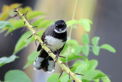 Pied Faltail; -Murai Gula