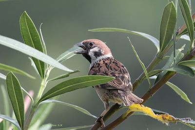 Pipit rumah atas pokok
