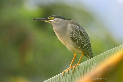 Pond Heron