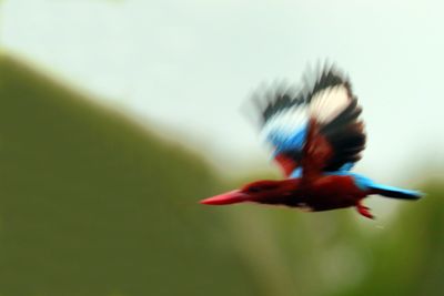 King Fisher inn Flight