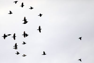 a flog of Starling