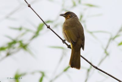Bulbul hutan