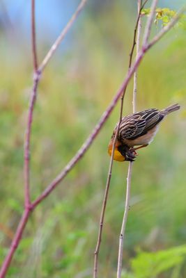 Male Baya Weaver