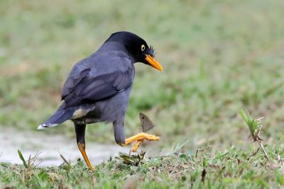 Javan Myna & small buterfly