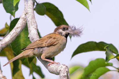 3Nesting-3L1A4559.JPG