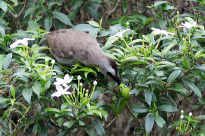 Bulbul pick meal