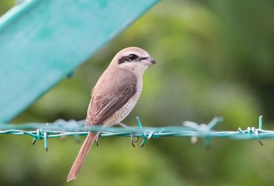 Brown Shrike on Blue wire