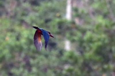 King Flying