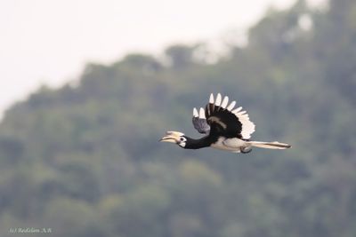 terbang