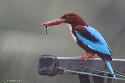 Pekaka makan Lipan