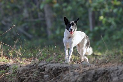 Dog