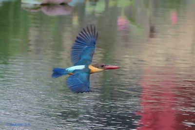 King in Flight