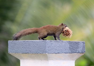 Plantain Squirrel