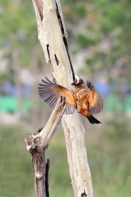 The stork-billed kingfisher (Pelargopsis capensis malaccensis)