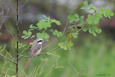 Adult Male Brown Shrike