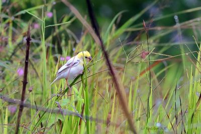 Albino Baya Weaver1.jpg