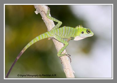 reptiles