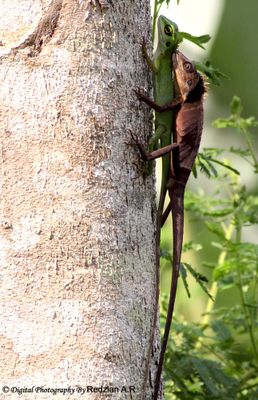 Green crested lizard - copilation