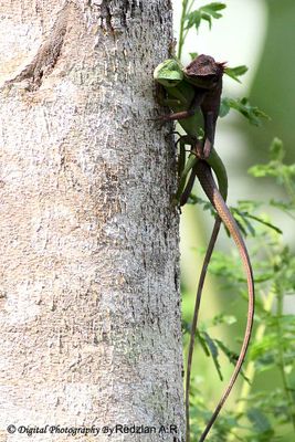 Green crested lizard