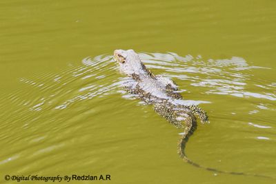 Biawak 