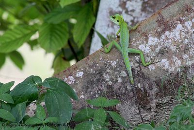 Green crested lizard