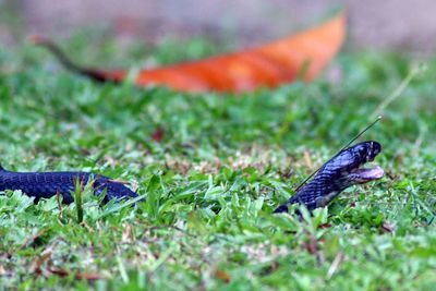 Snake