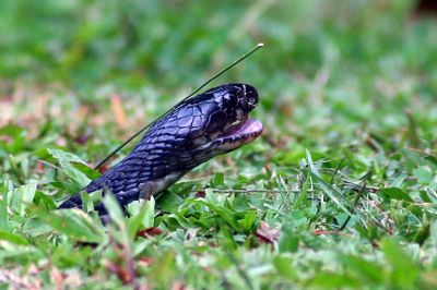 Juvenile Cobra (Naja Sp.)