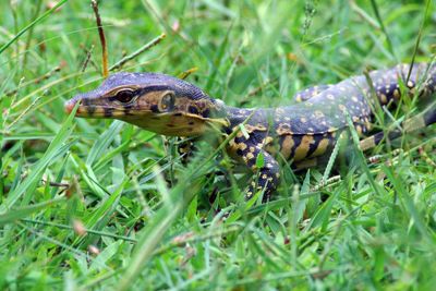 Asian water monitor juvenile
