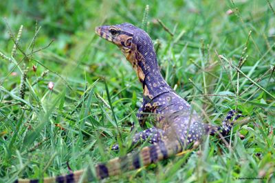 Asian water monitor