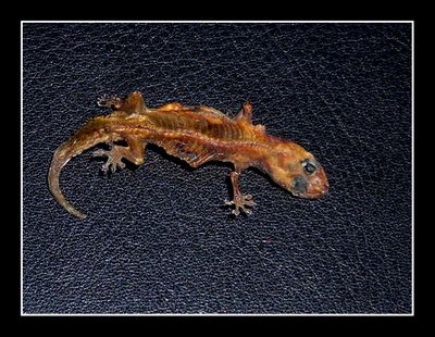 Dried Lizard