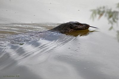 Varanus salvator head