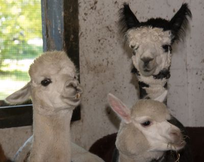 Alpaca Farm