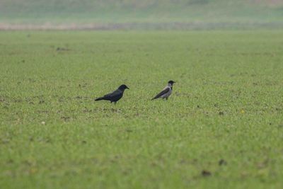 vogels