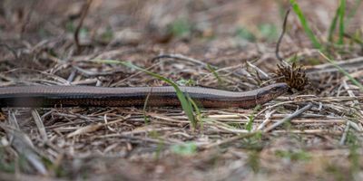 reptielen en amfibieen
