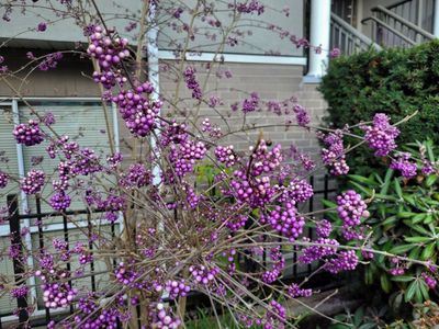 november_gardens_vancouver