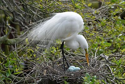 Nesting Egret